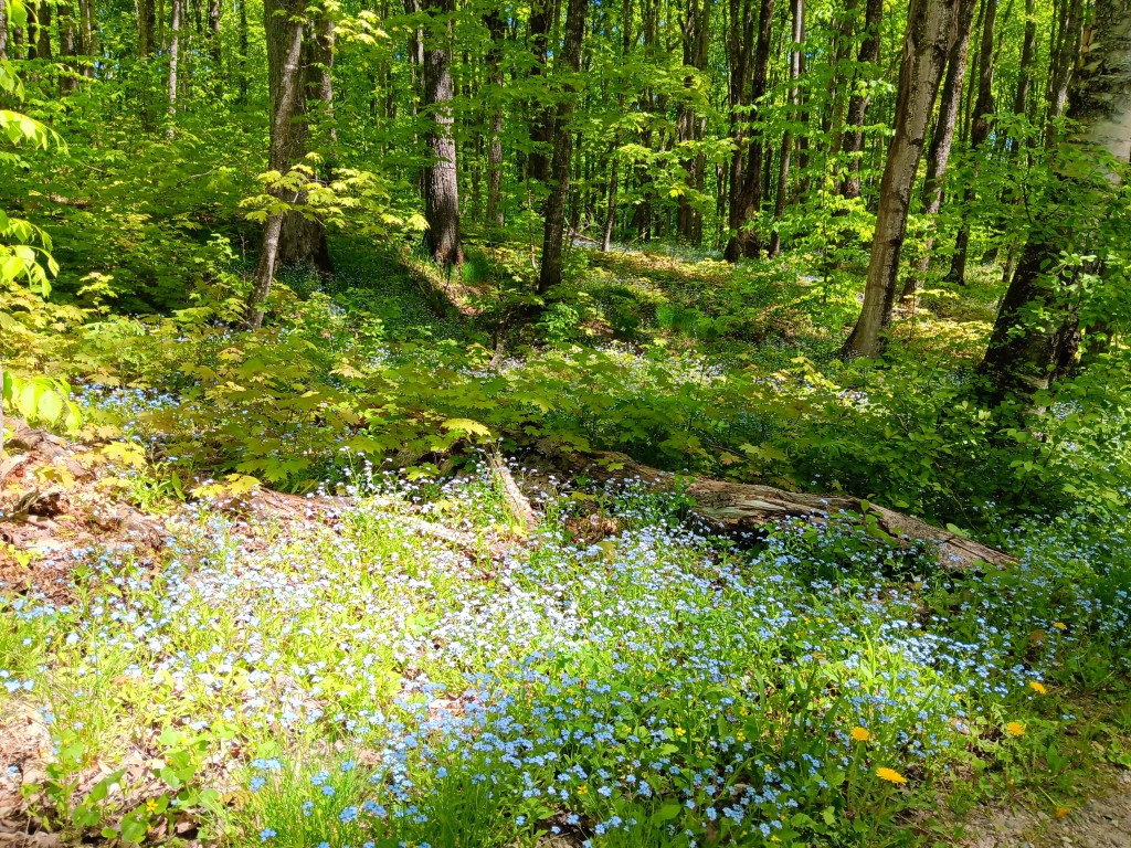 Pictured Rocks National Lakeshore forest with wildflowers