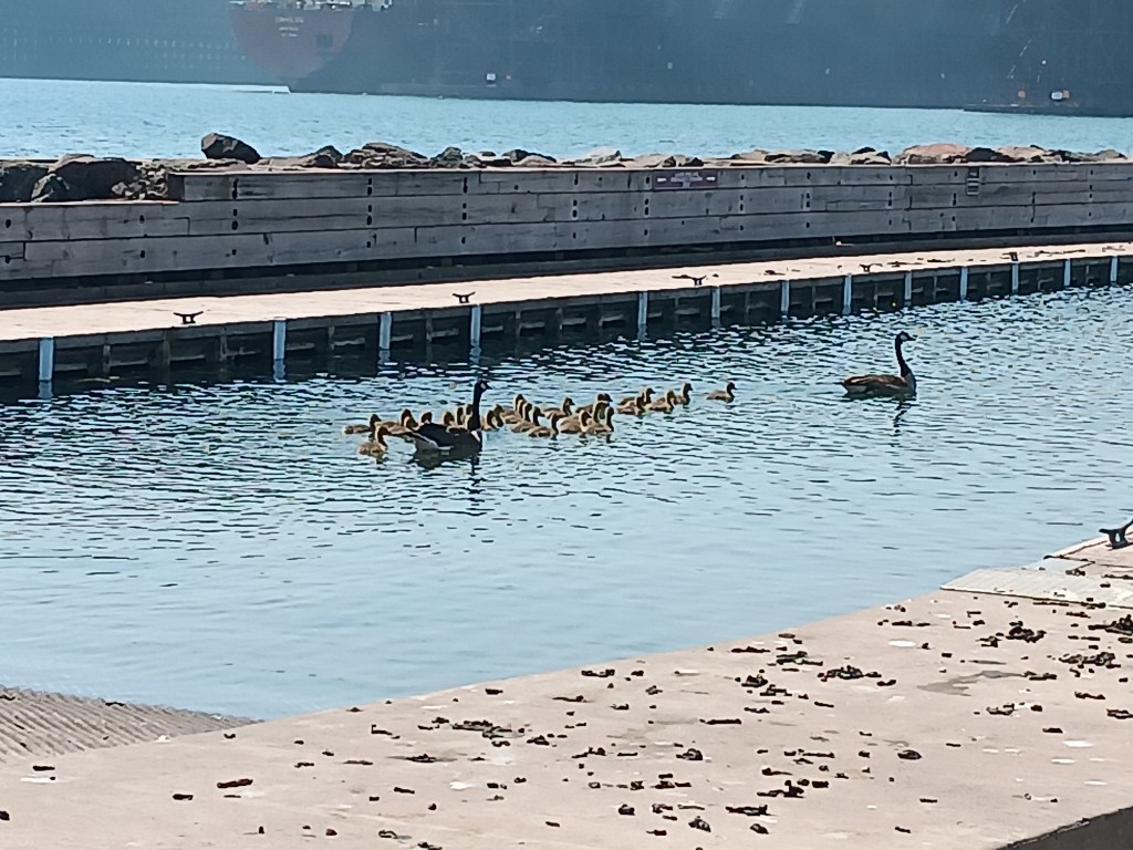 Geese with goslings
