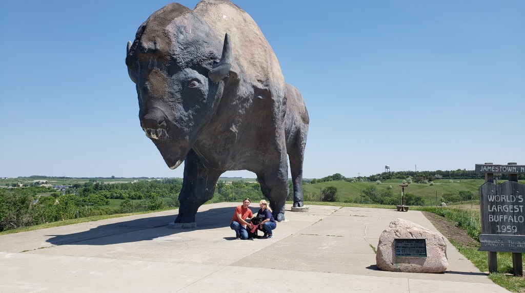 Largest buffalo in the world