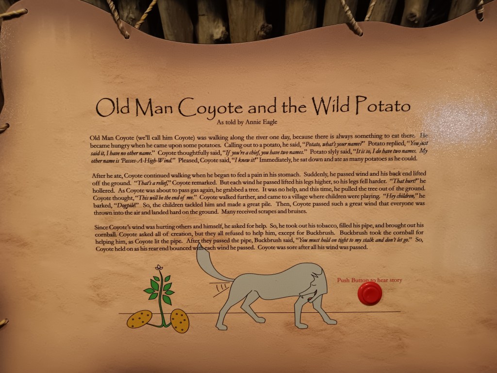 Old Man Coyote and the Wild Potota legend