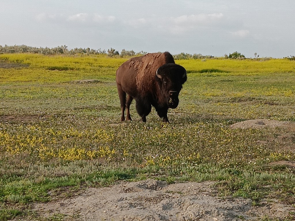 Theodore Roosevelt National Park South Unit lone buffalo