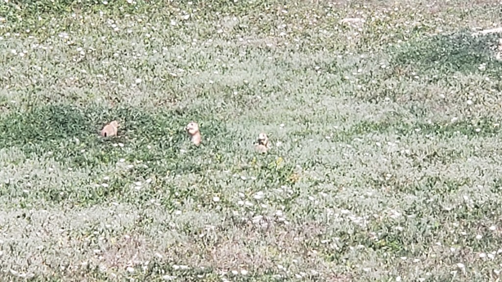Theodore Roosevelt National Park South Unit prarie dog babies
