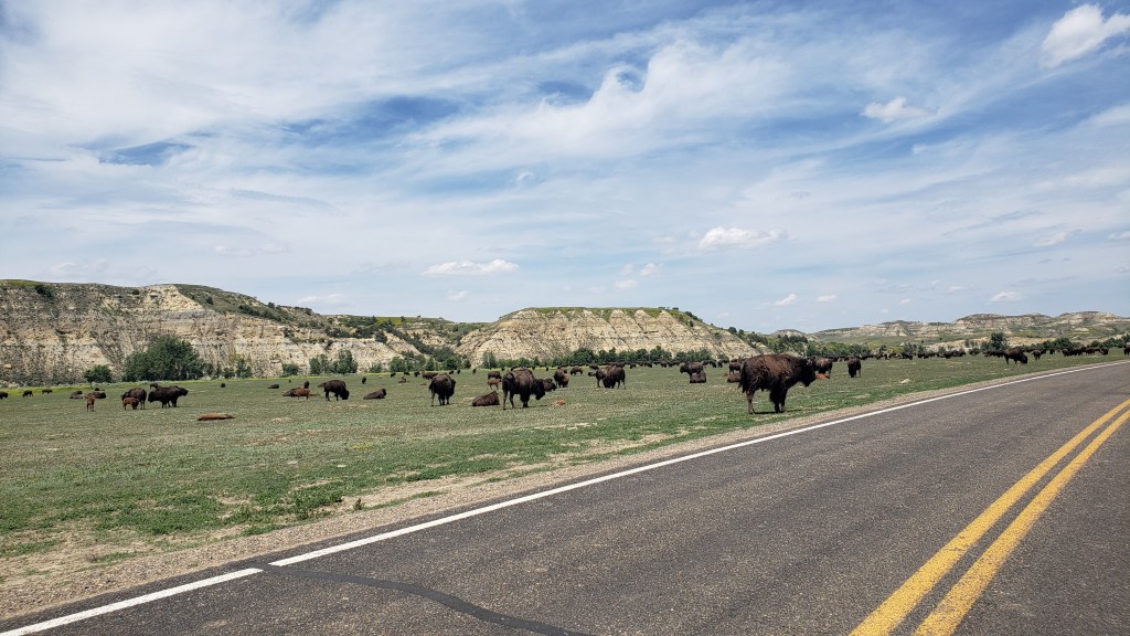 Theodore Roosevelt National Park North Unit large buffalo herd 