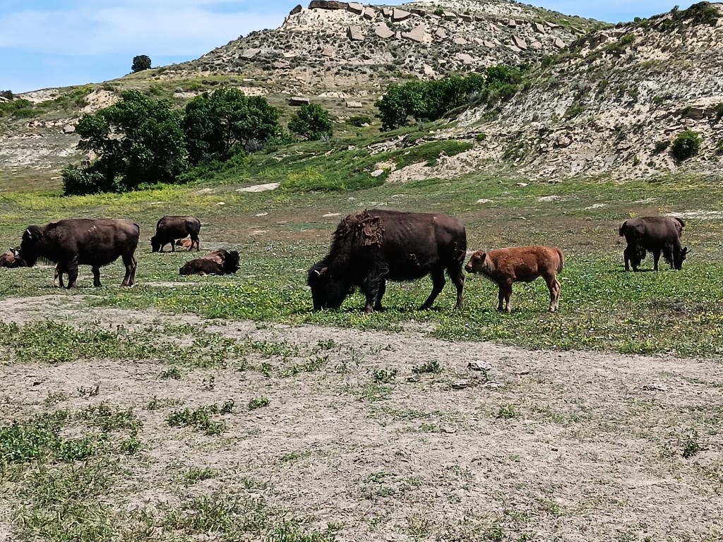 Theodore Roosevelt National Park North Unit buffalo with baby