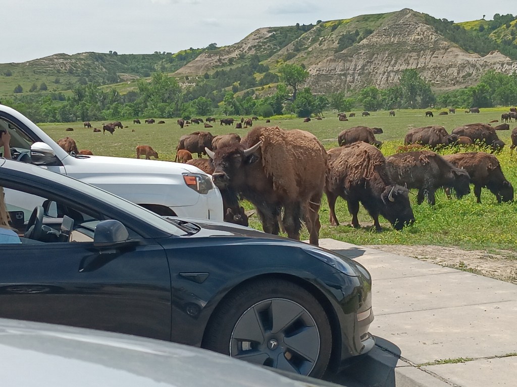 Theodore Roosevelt National Park North Unit buffalo scratching on car
