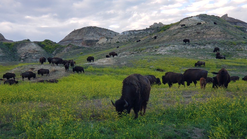 Theodore Roosevelt National Park South Unit buffalo