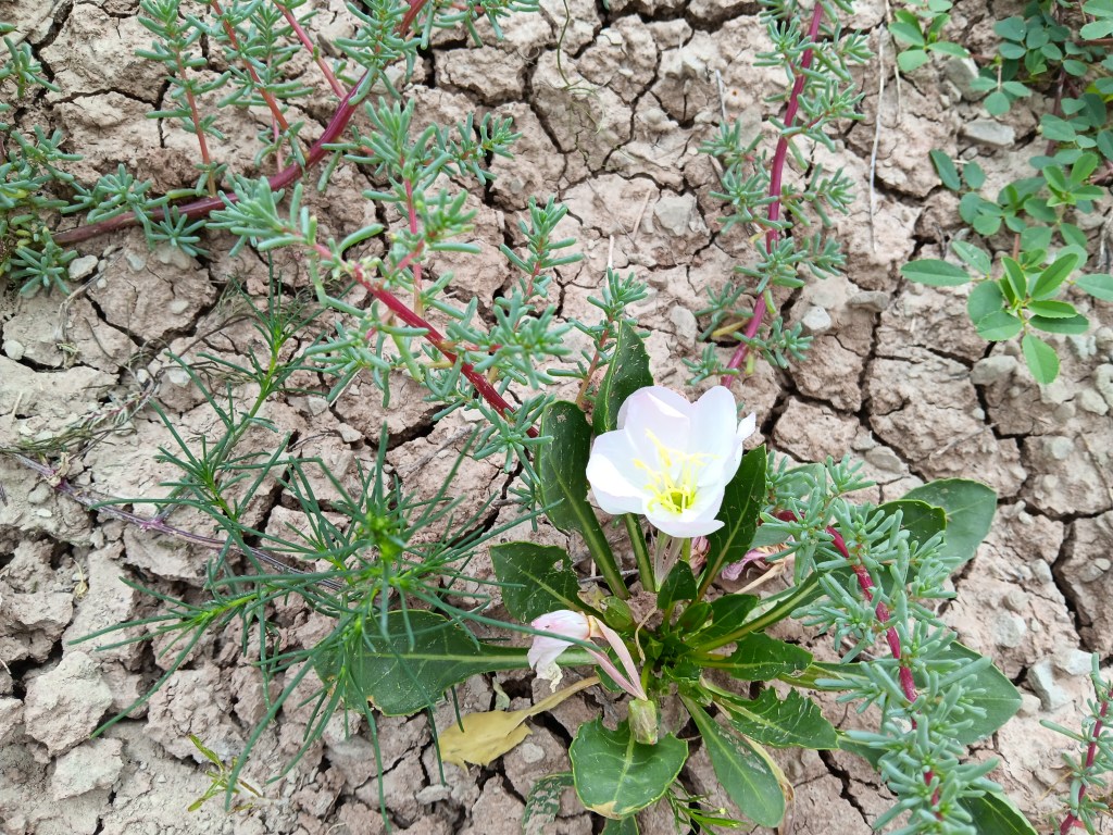 Badlands National Park flower