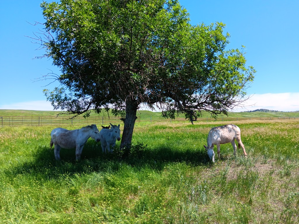 burro herd custer state park