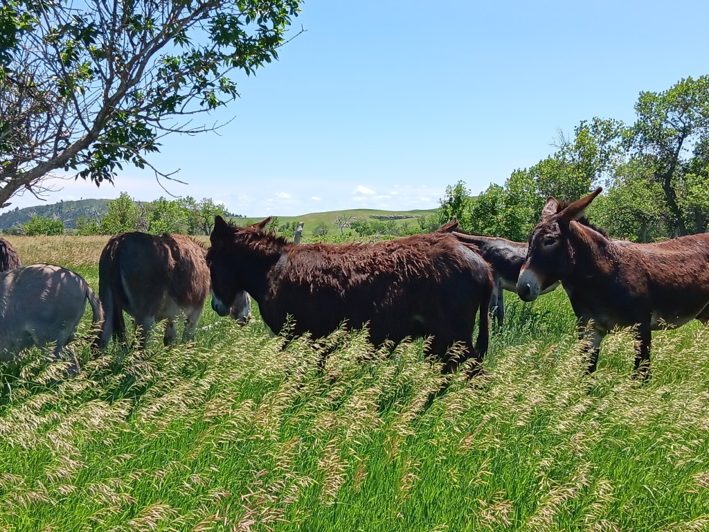 burros custer state park