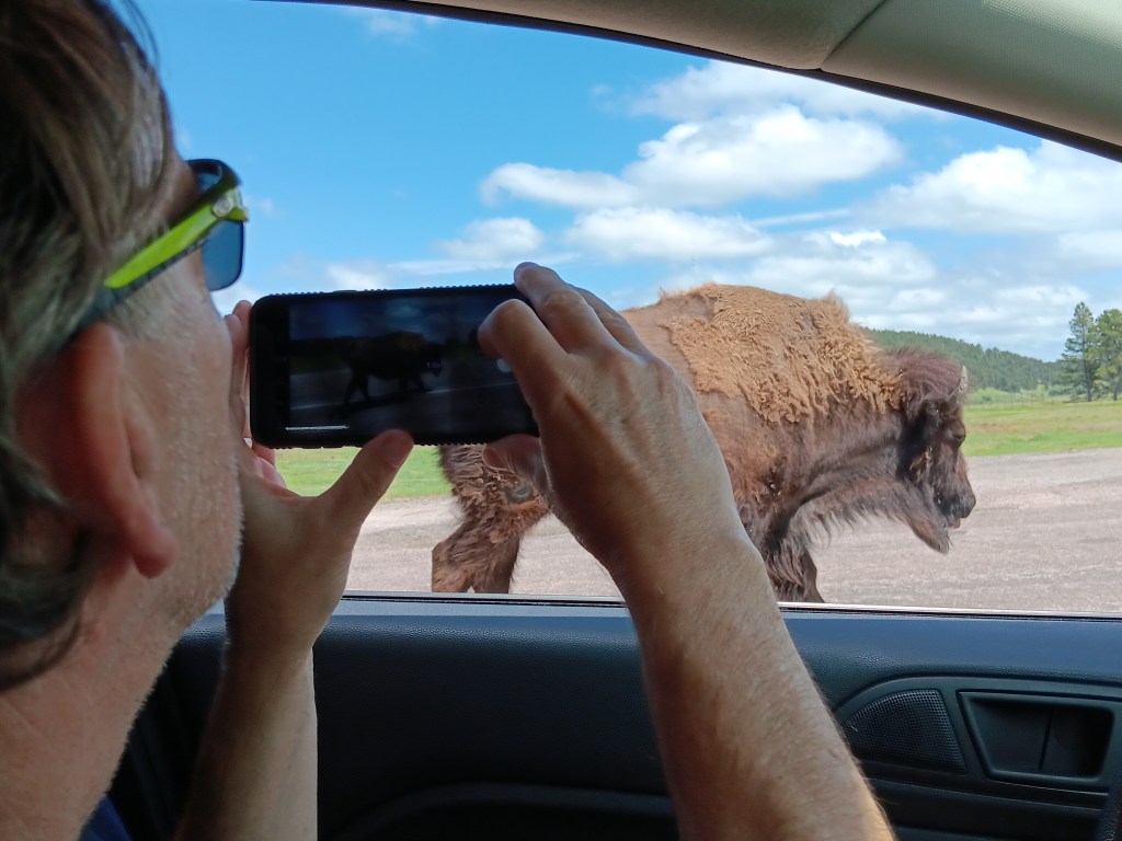 simon viewing bison custer state park