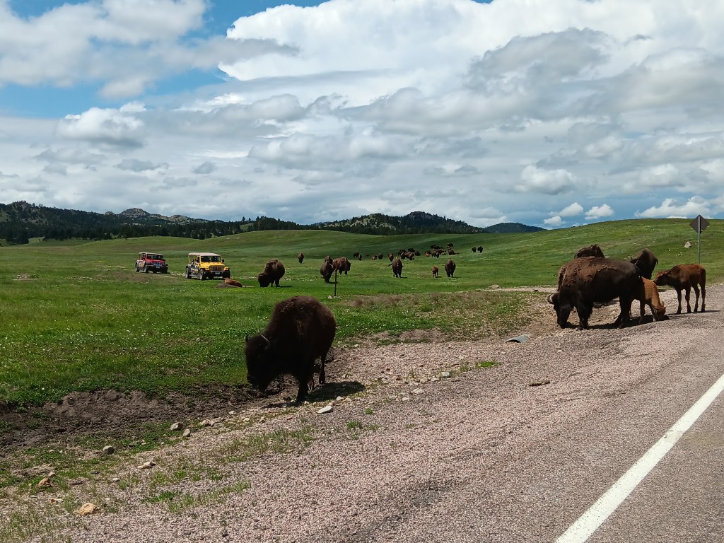 bison herd custer state park