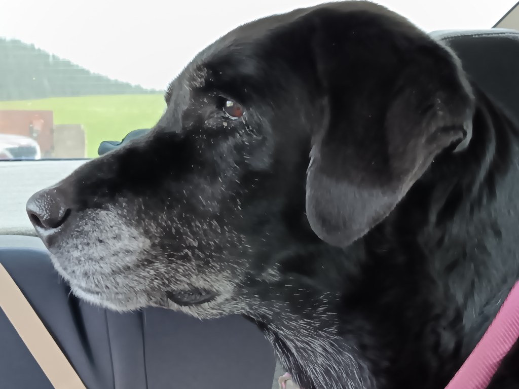 ruthie viewing bison custer state park
