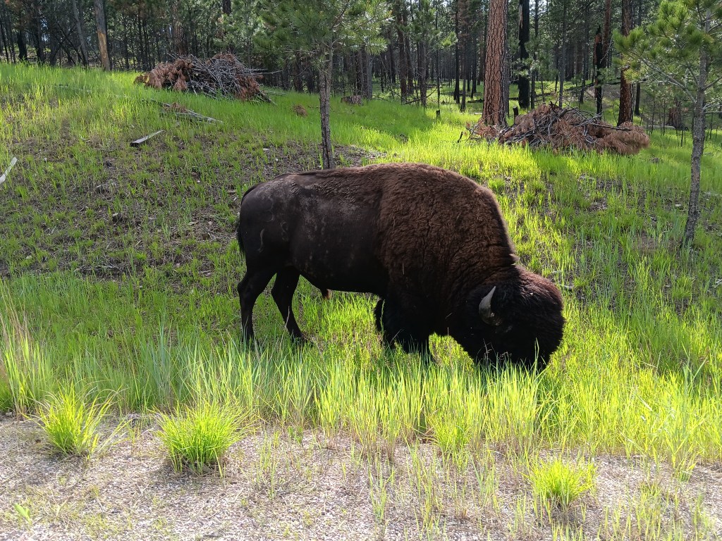 male bison custer state park