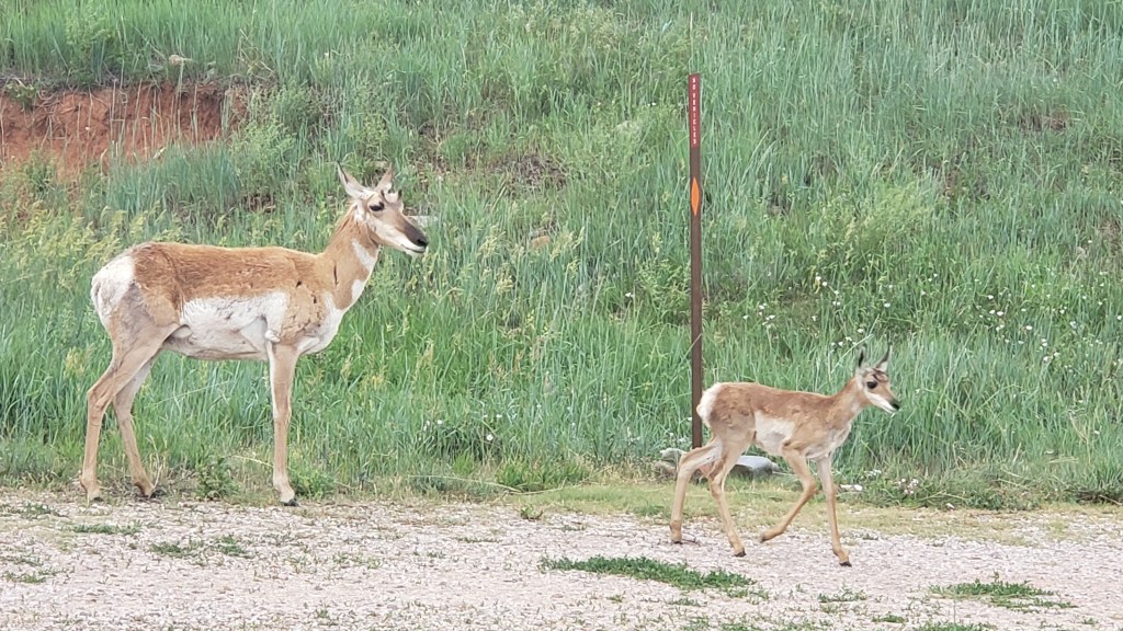pronghorn mother and baby custer state park