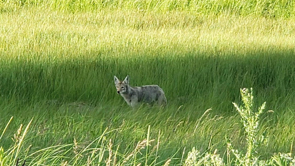 coyote custer state park