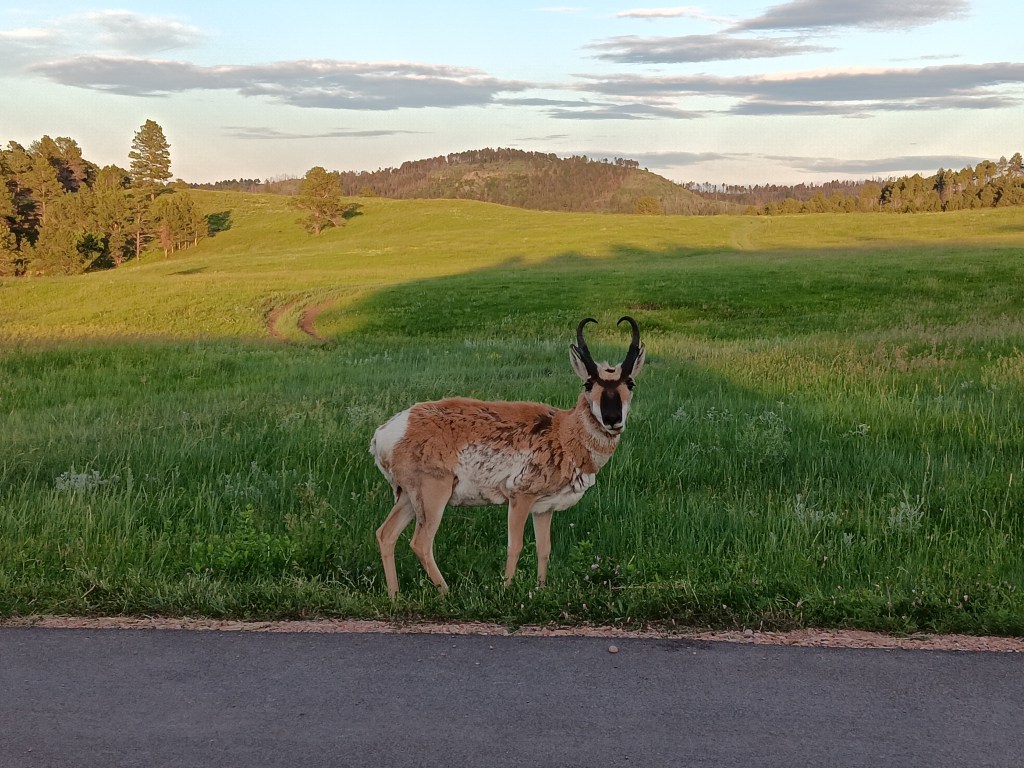Custer National Park male pronghorn