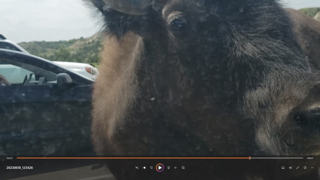 Theodore Roosevelt National Park North Unit buffalo looking in side window