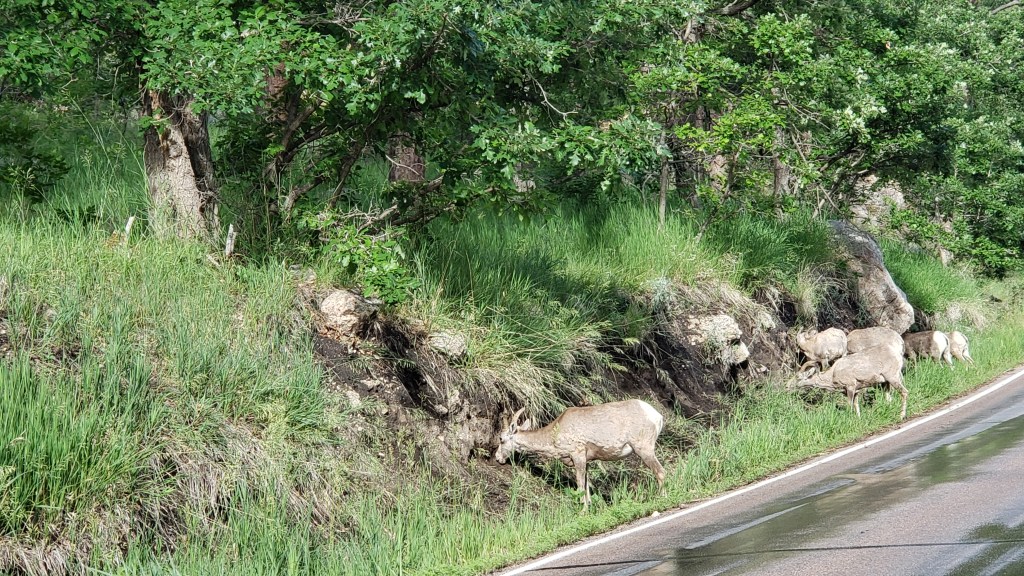 custer state park bighorn sheep roadside