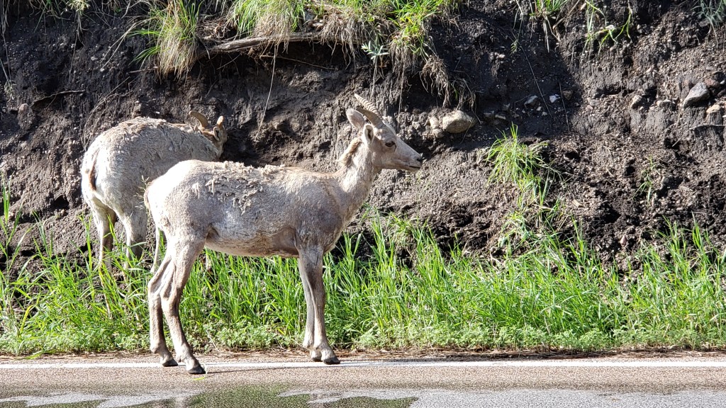custer state park bighorn sheep 