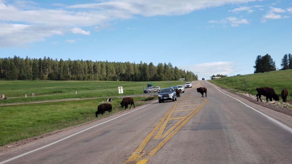 custer state park bison in evening 