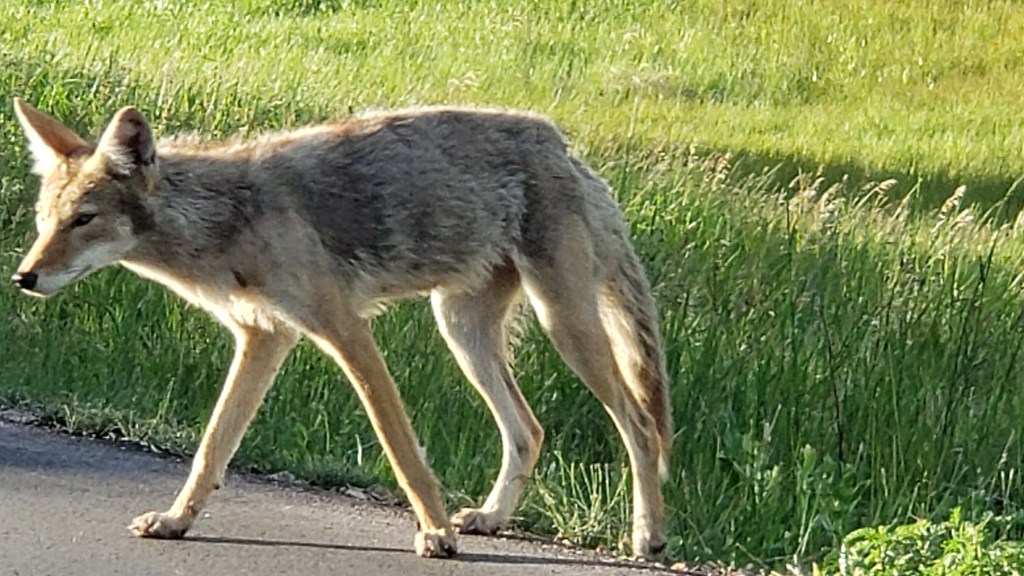 custer state park coyote closeup