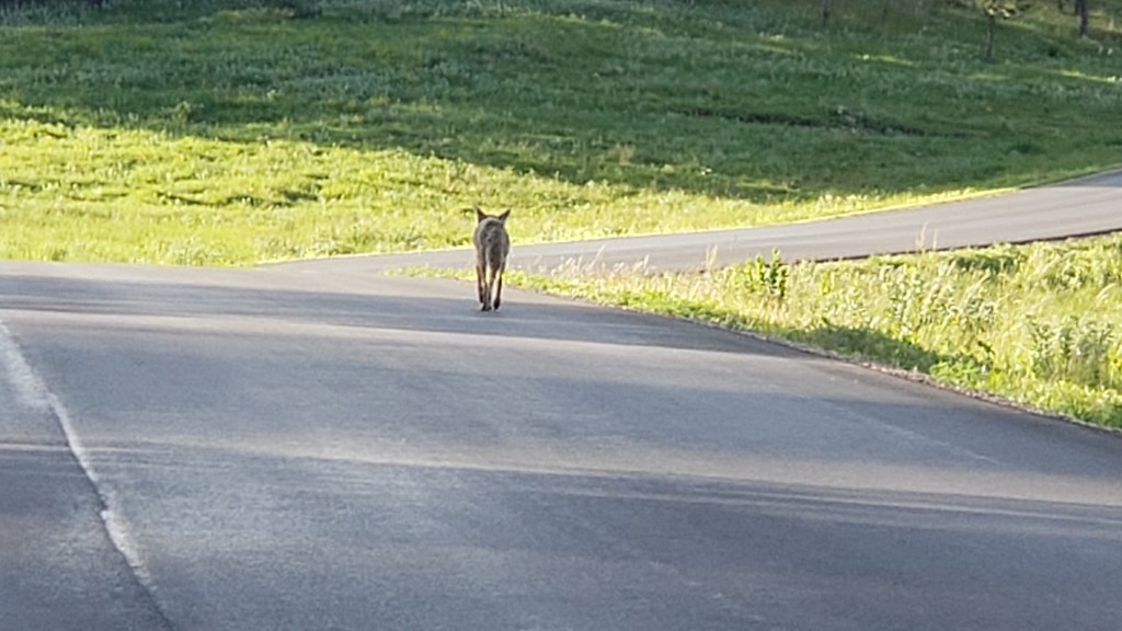 custer state park coyote walking away
