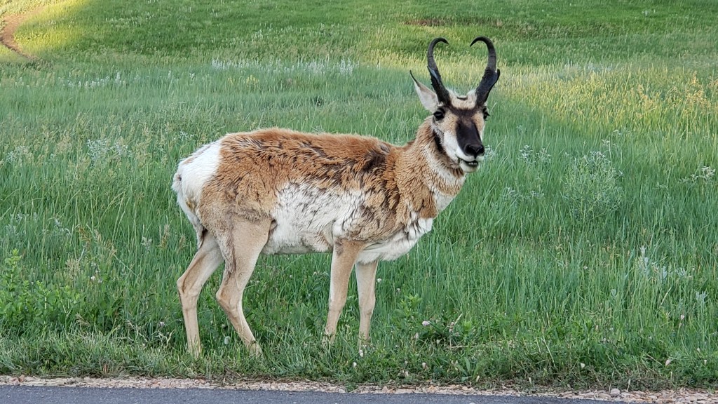 custer state park pronghorn male closeup 