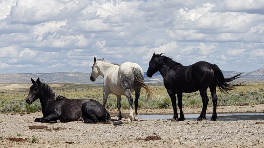 The wild horses of Wyoming's Red Desert